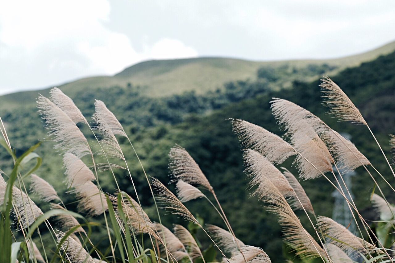 Plants growing against mountains