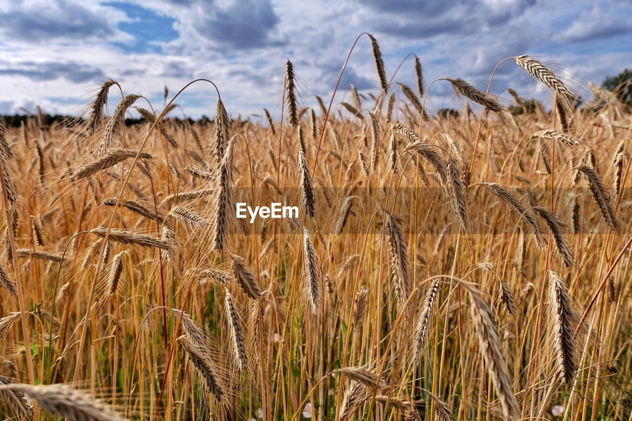 CLOSE-UP OF STALKS IN FIELD