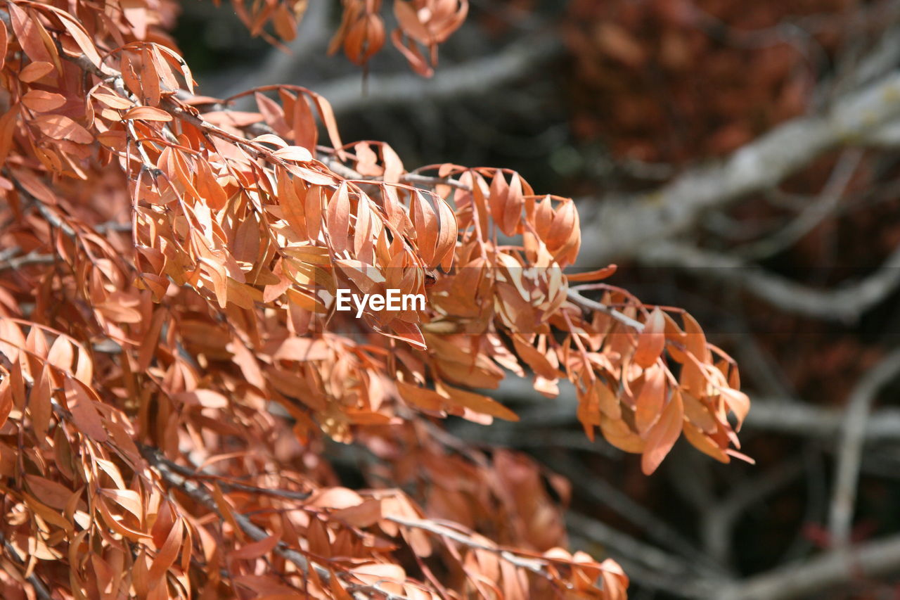 Close-up of wilted plant during autumn