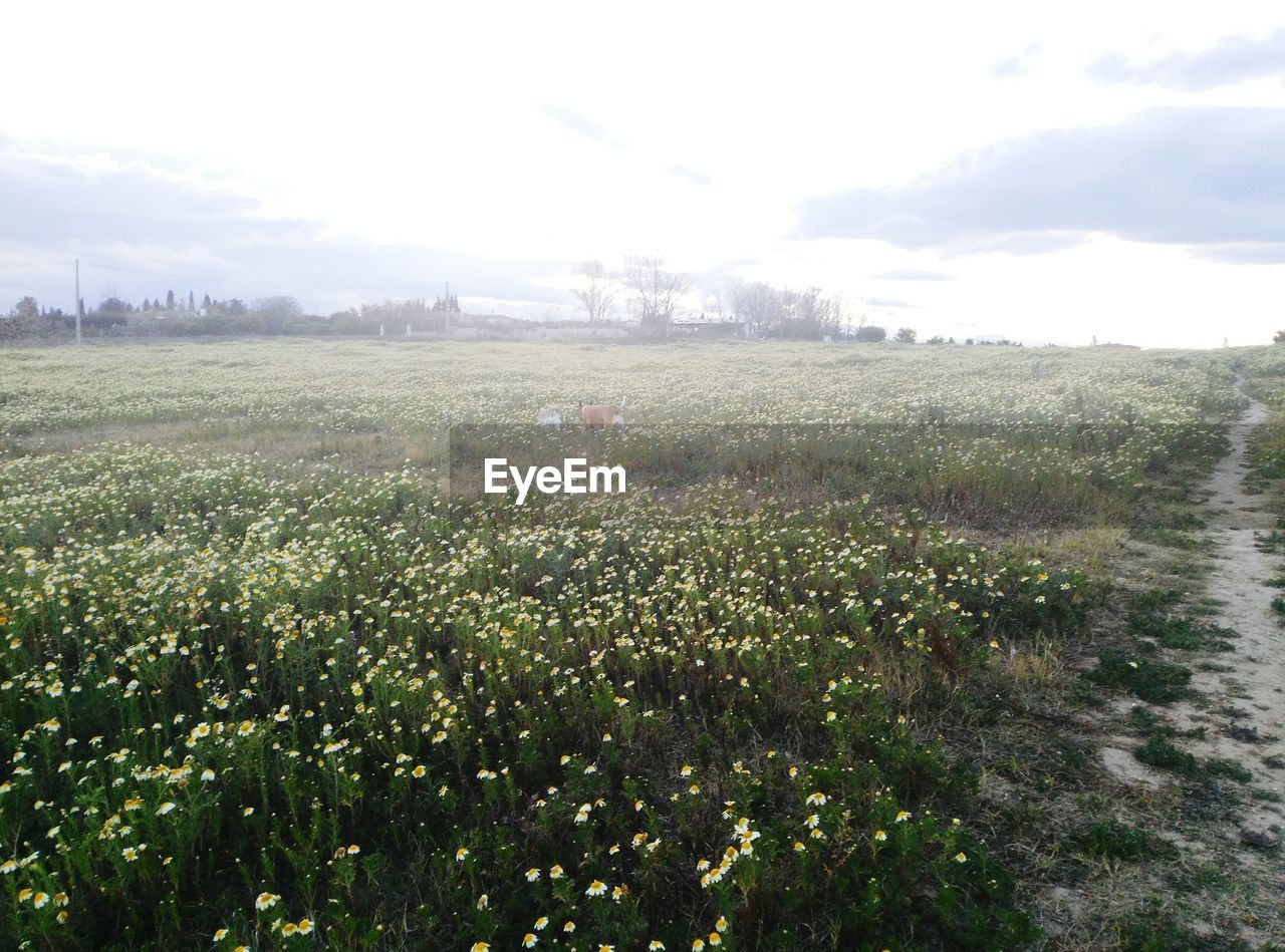 Scenic view of field against cloudy sky