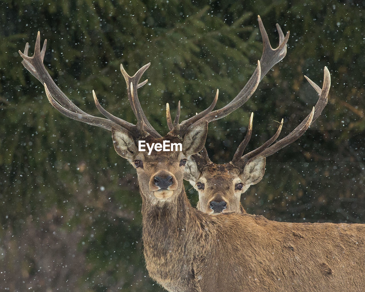 Portrait of stags during snow fall