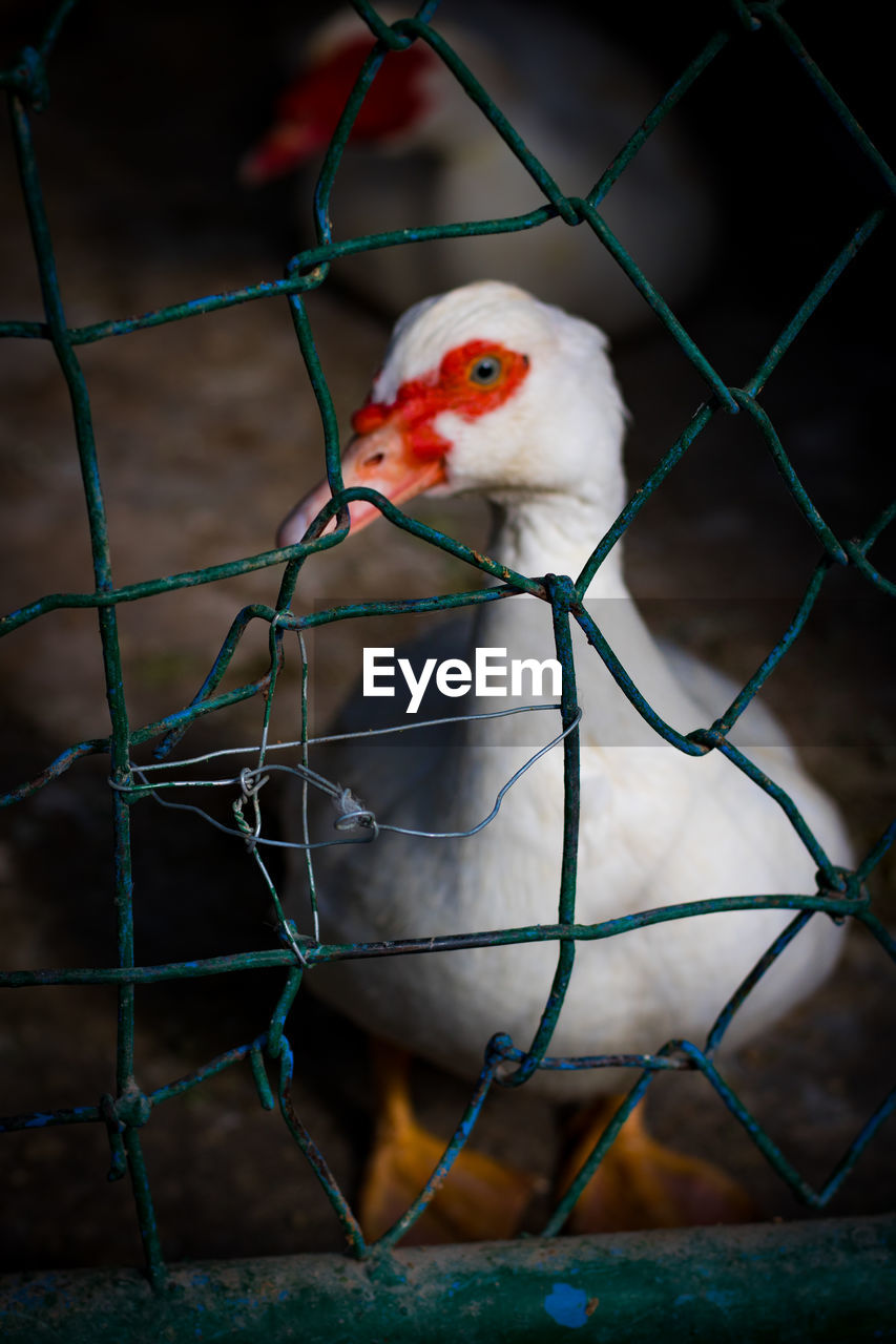 Close-up of bird in cage