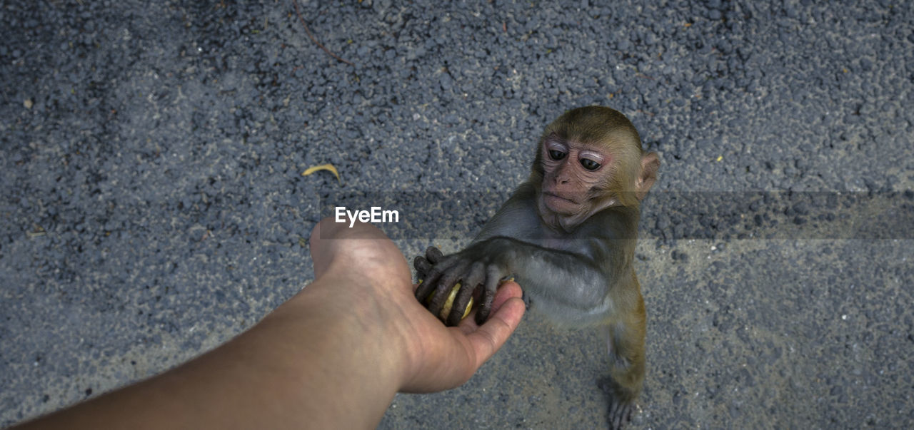 High angle view of monkey taking food from cropped hand