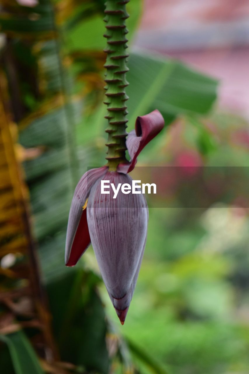 plant, flower, growth, close-up, beauty in nature, nature, leaf, flowering plant, freshness, focus on foreground, no people, plant part, green, plant stem, outdoors, day, fragility, food, selective focus, tree, macro photography