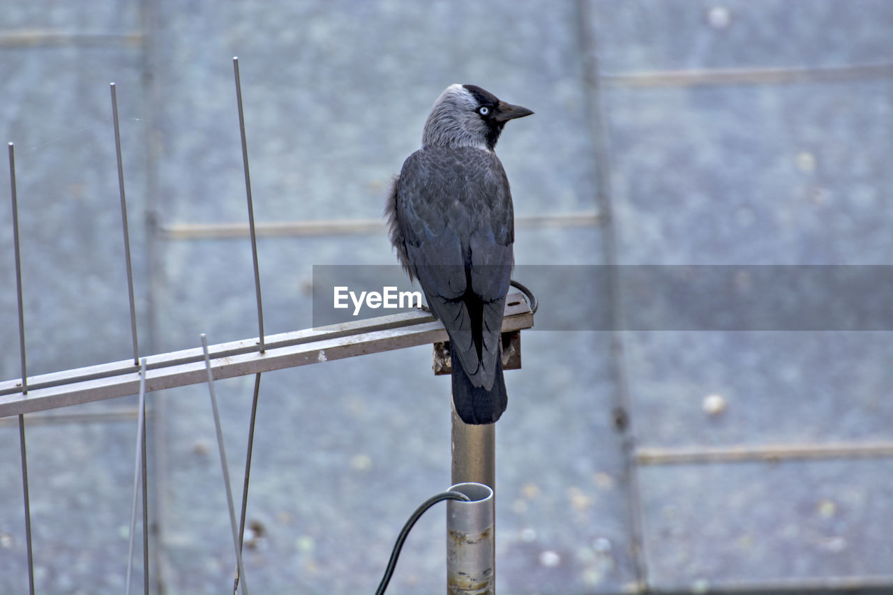 PIGEON PERCHING ON RAILING