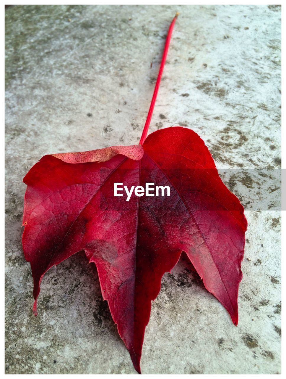 CLOSE-UP OF RED LEAVES ON GROUND