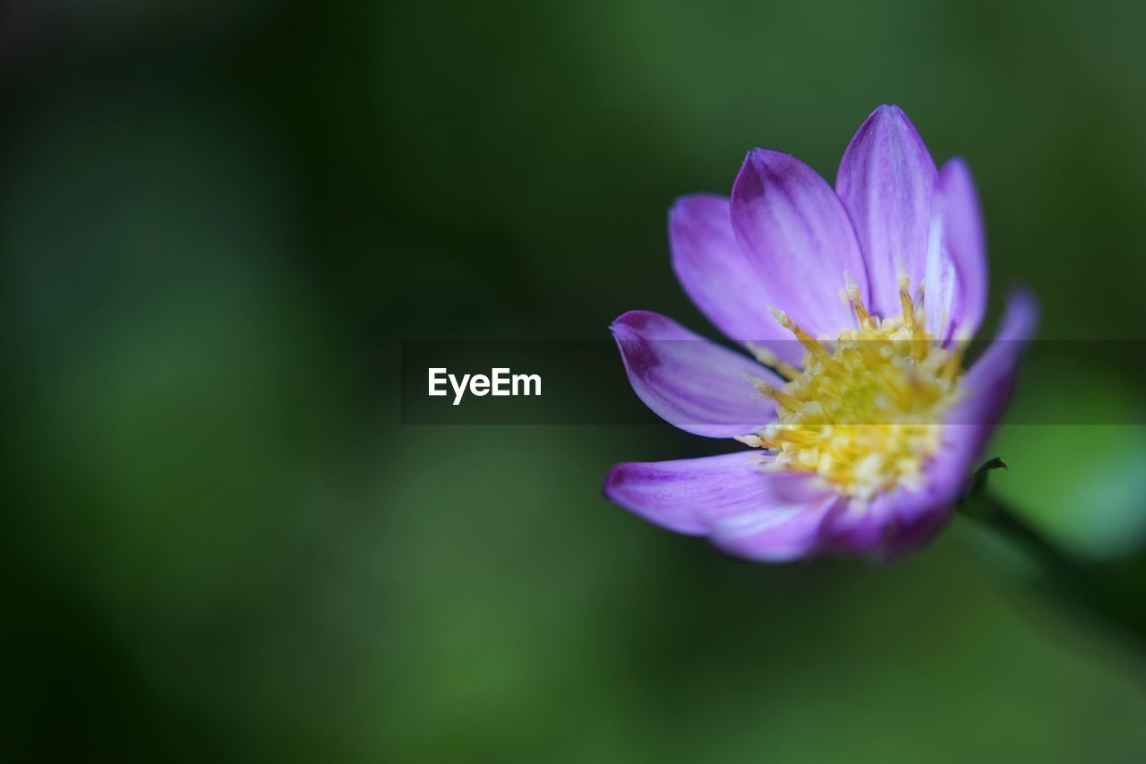 CLOSE-UP OF PURPLE FLOWER