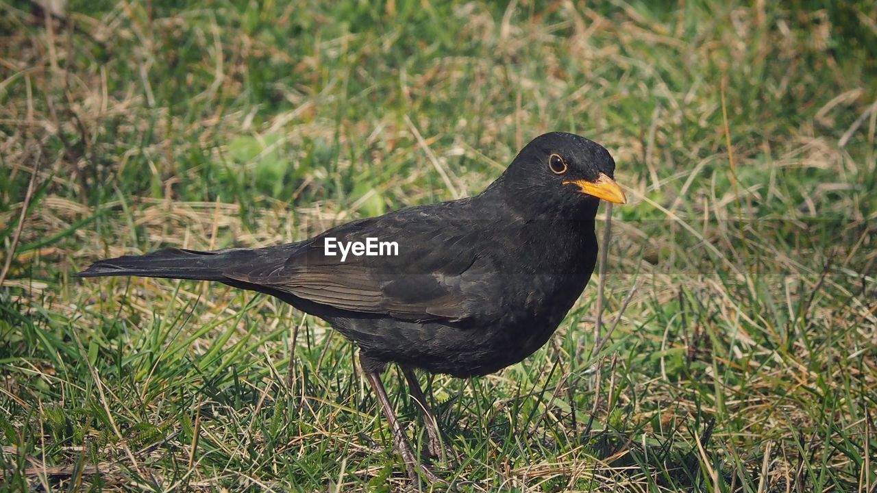 BIRD PERCHING ON GRASS