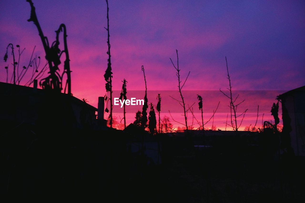 SILHOUETTE TREES AGAINST SKY DURING SUNSET