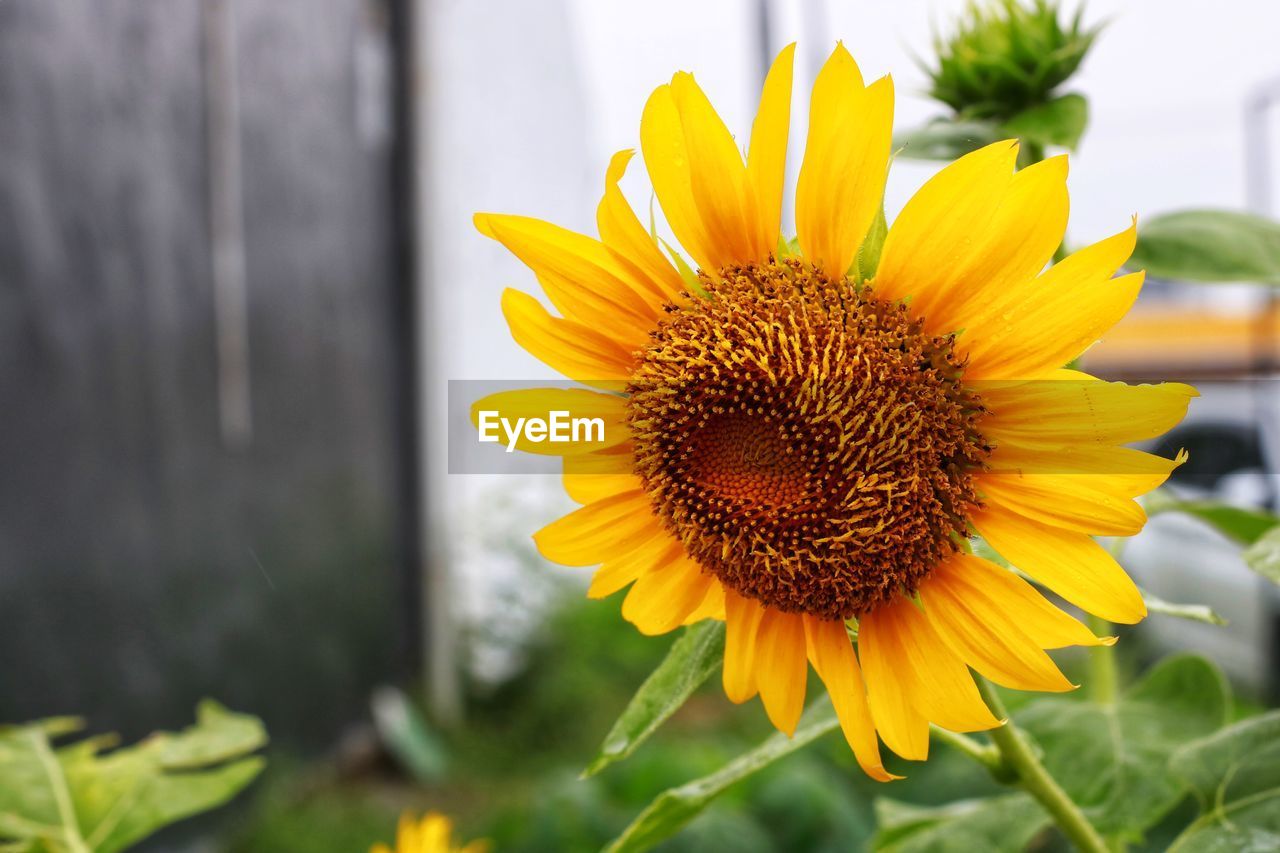 Close-up of sunflower