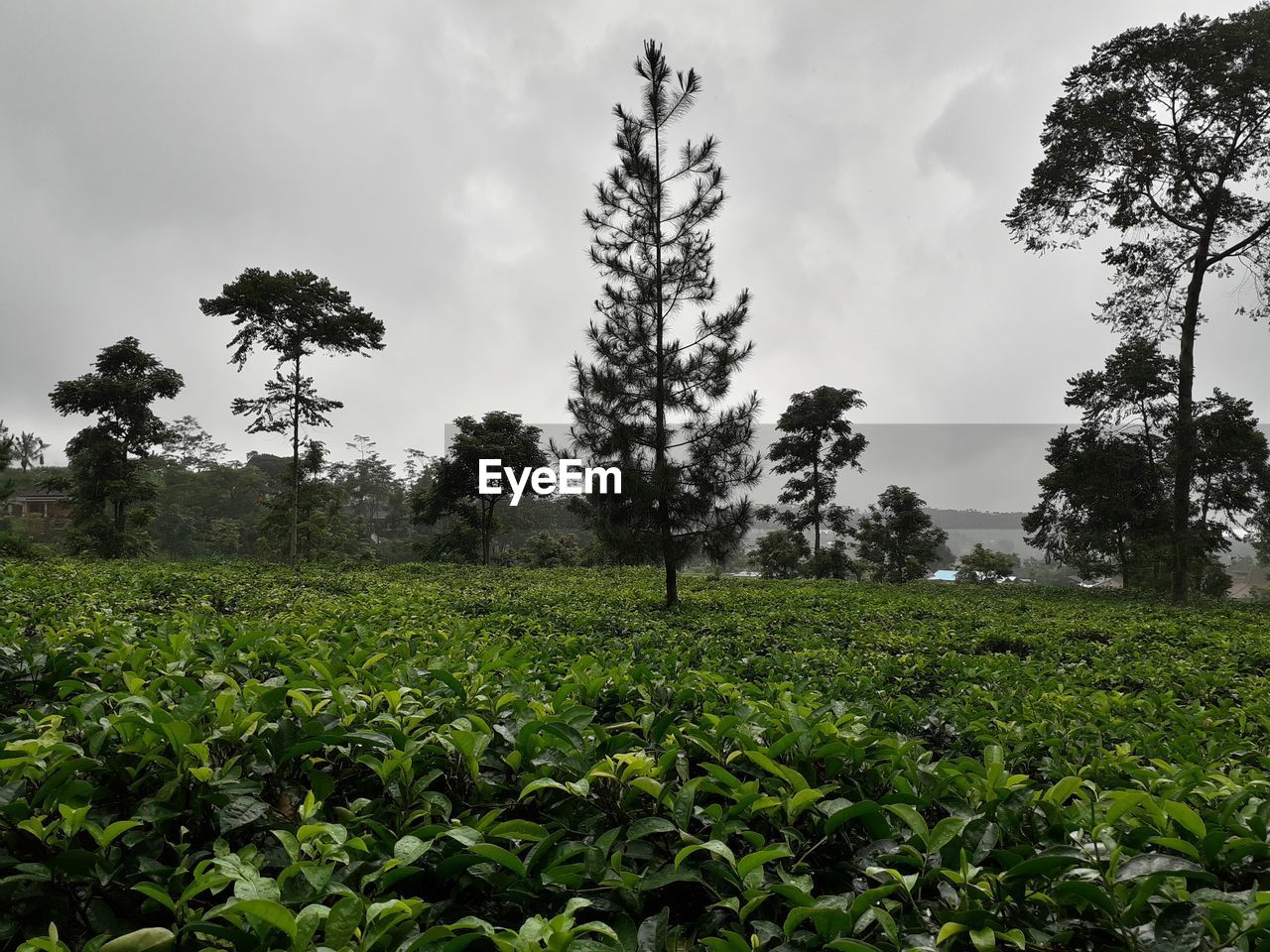 PLANTS GROWING ON FIELD