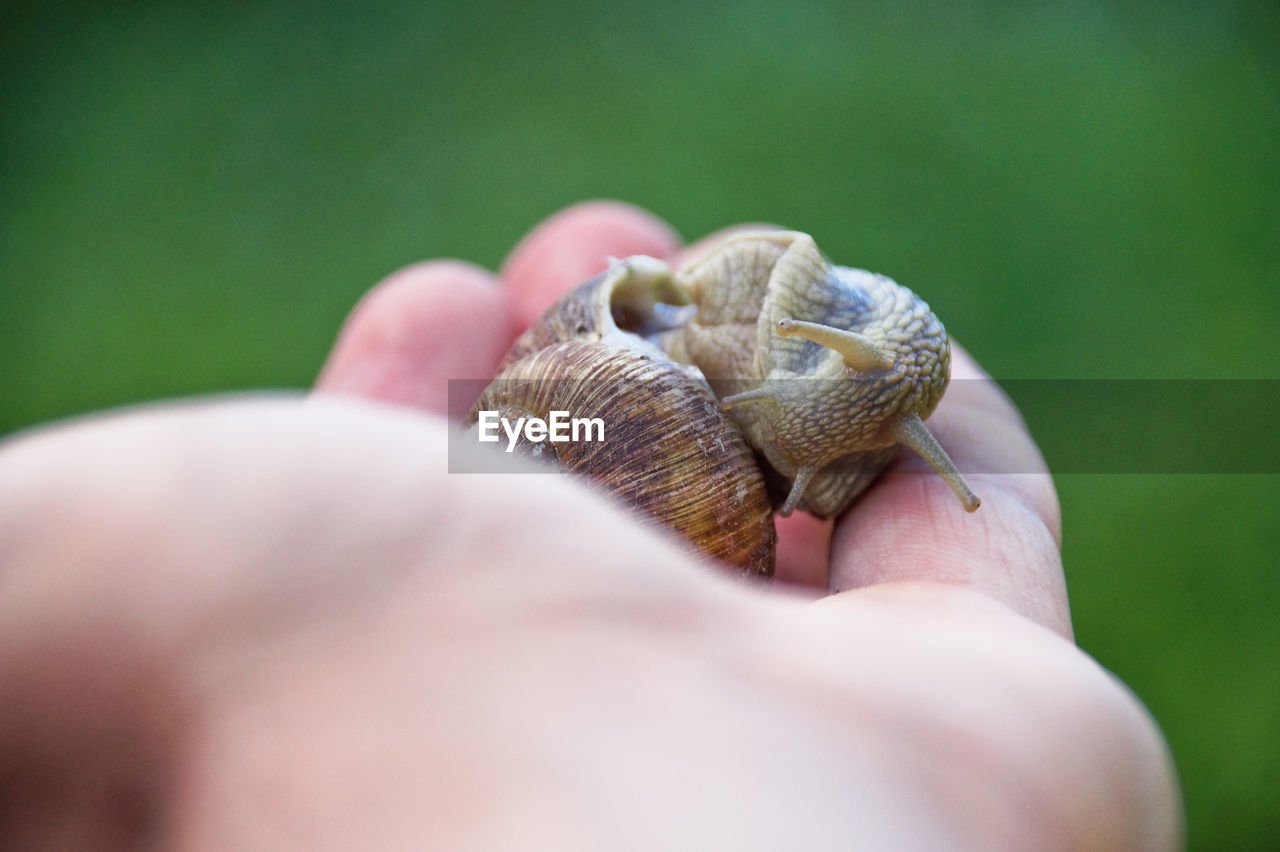 Cropped hand holding snail