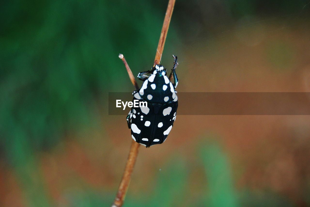 Close-up of bug on plant