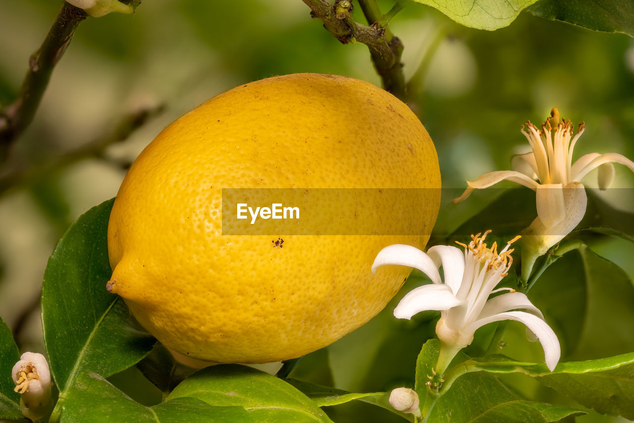 Detail shot of a lemon blossom and fruit hanging next to each other on the tree