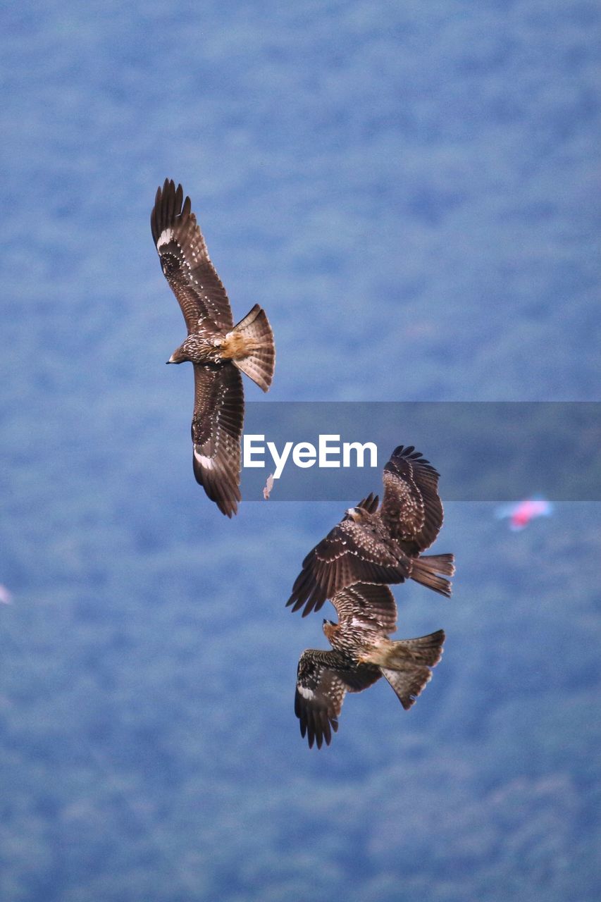 LOW ANGLE VIEW OF EAGLE FLYING