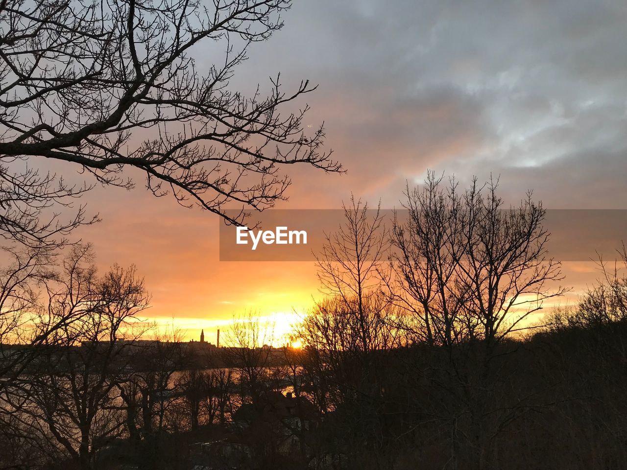 SILHOUETTE BARE TREES AGAINST ORANGE SKY