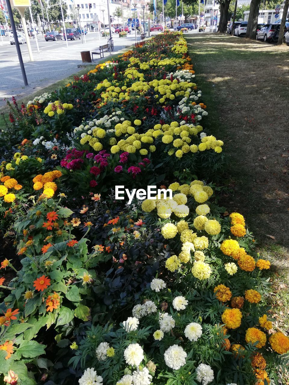 CLOSE-UP OF FLOWERING PLANT IN PARK