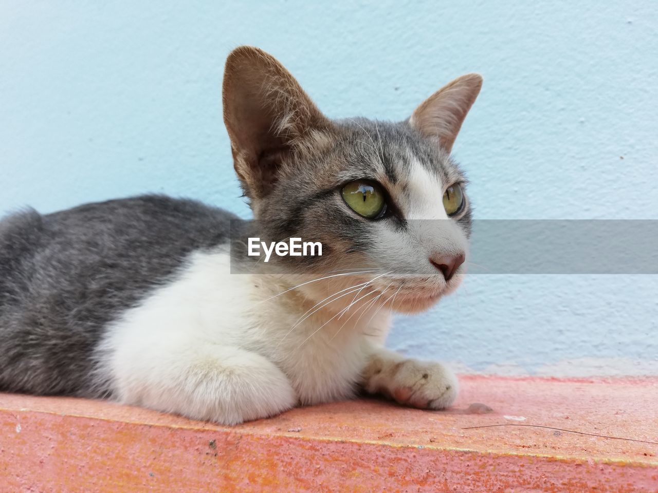 CLOSE-UP PORTRAIT OF CAT LOOKING AWAY AGAINST WHITE WALL