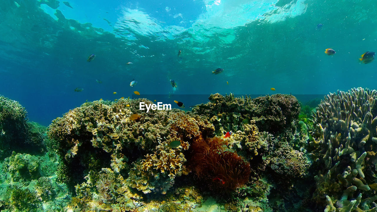 Tropical fish corals marine reef. underwater sea tropical life. tropical underwater sea fishes. 