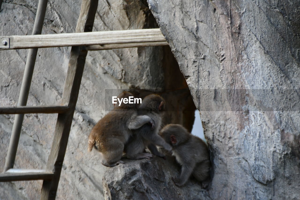 MONKEY SITTING IN A ZOO