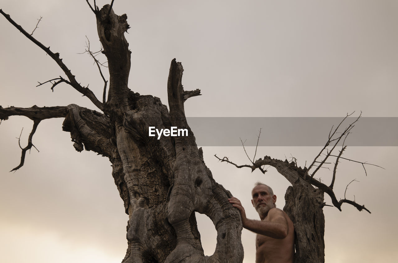 Low angle view of shirtless man on bare olive tree in desertagainst sky