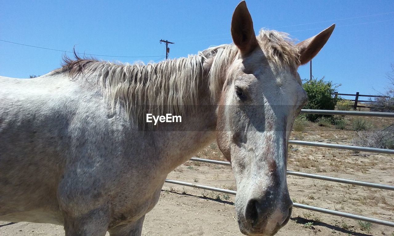 Close-up of horse standing on field against clear sky