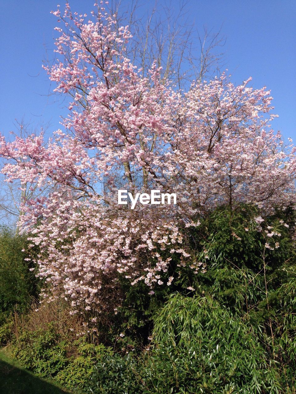 Cherry blossom flowers and plants against blue sky