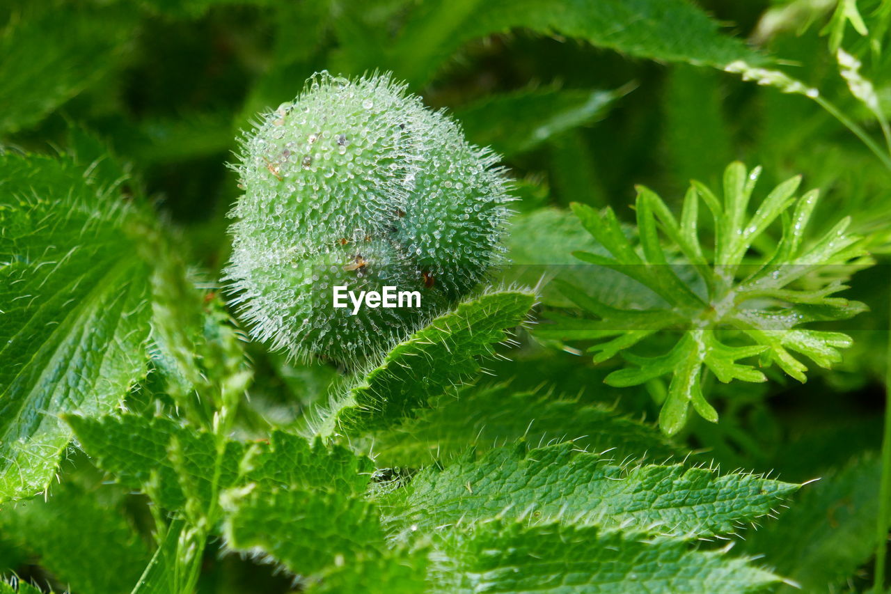 HIGH ANGLE VIEW OF PLANT WITH GREEN LEAVES