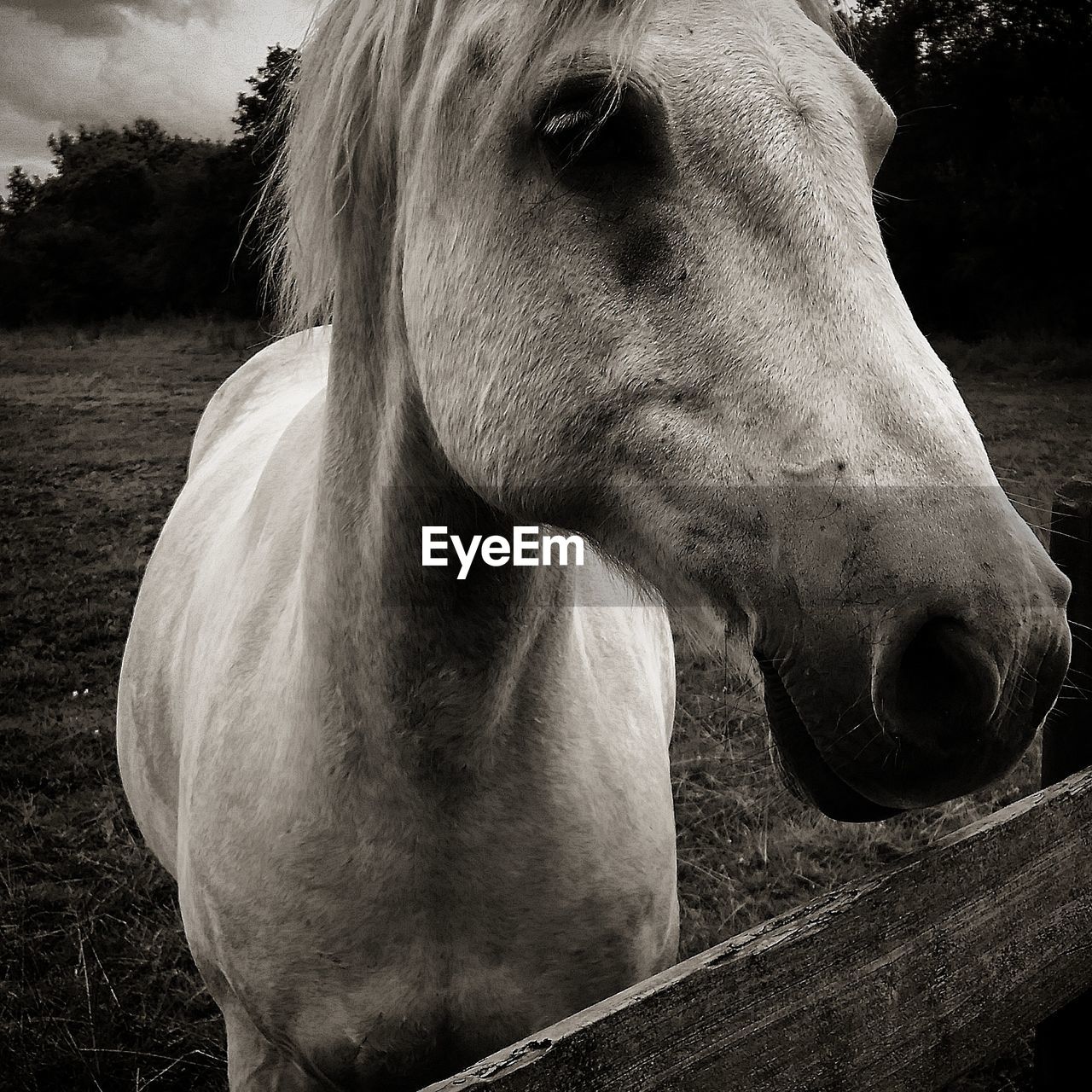 Close-up of horse on field