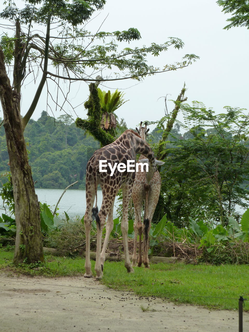 GIRAFFE STANDING IN ZOO