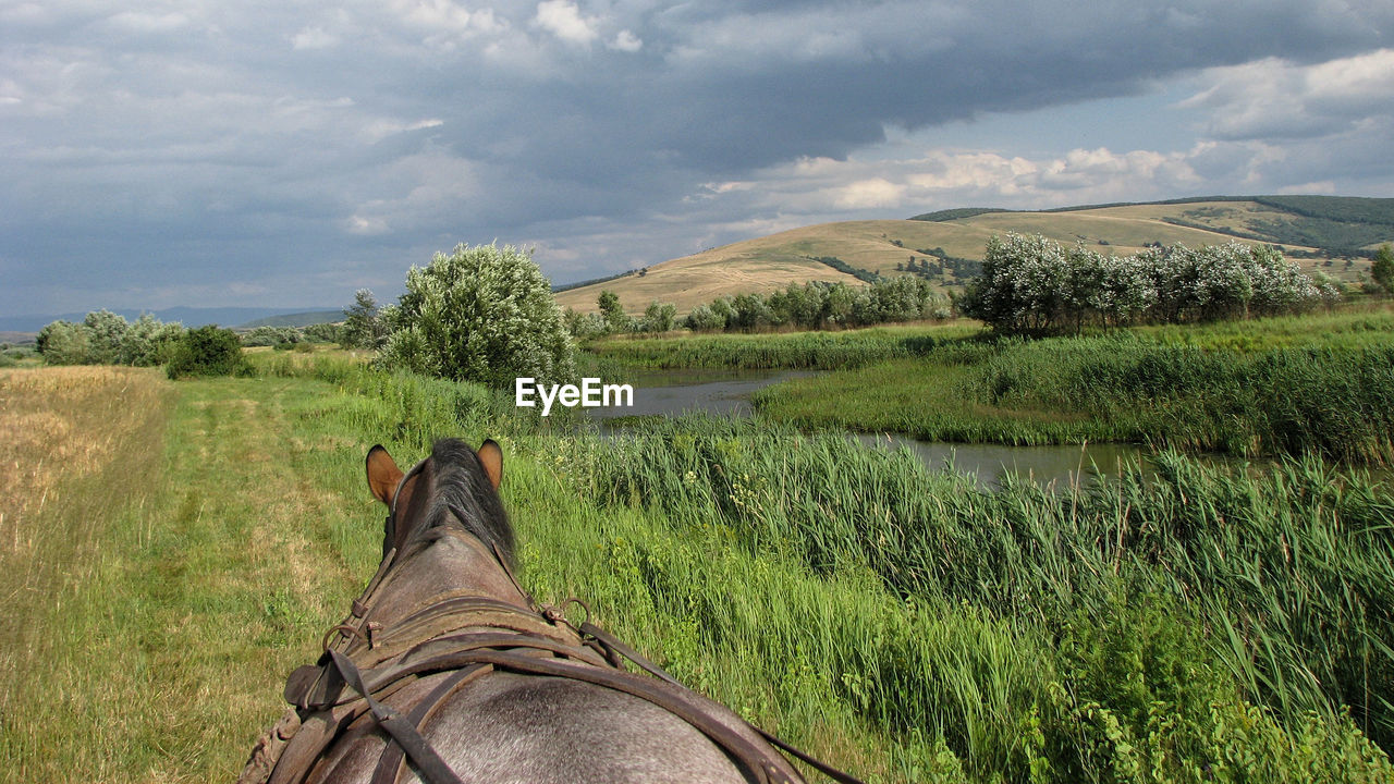 Close-up of horse on field against sky