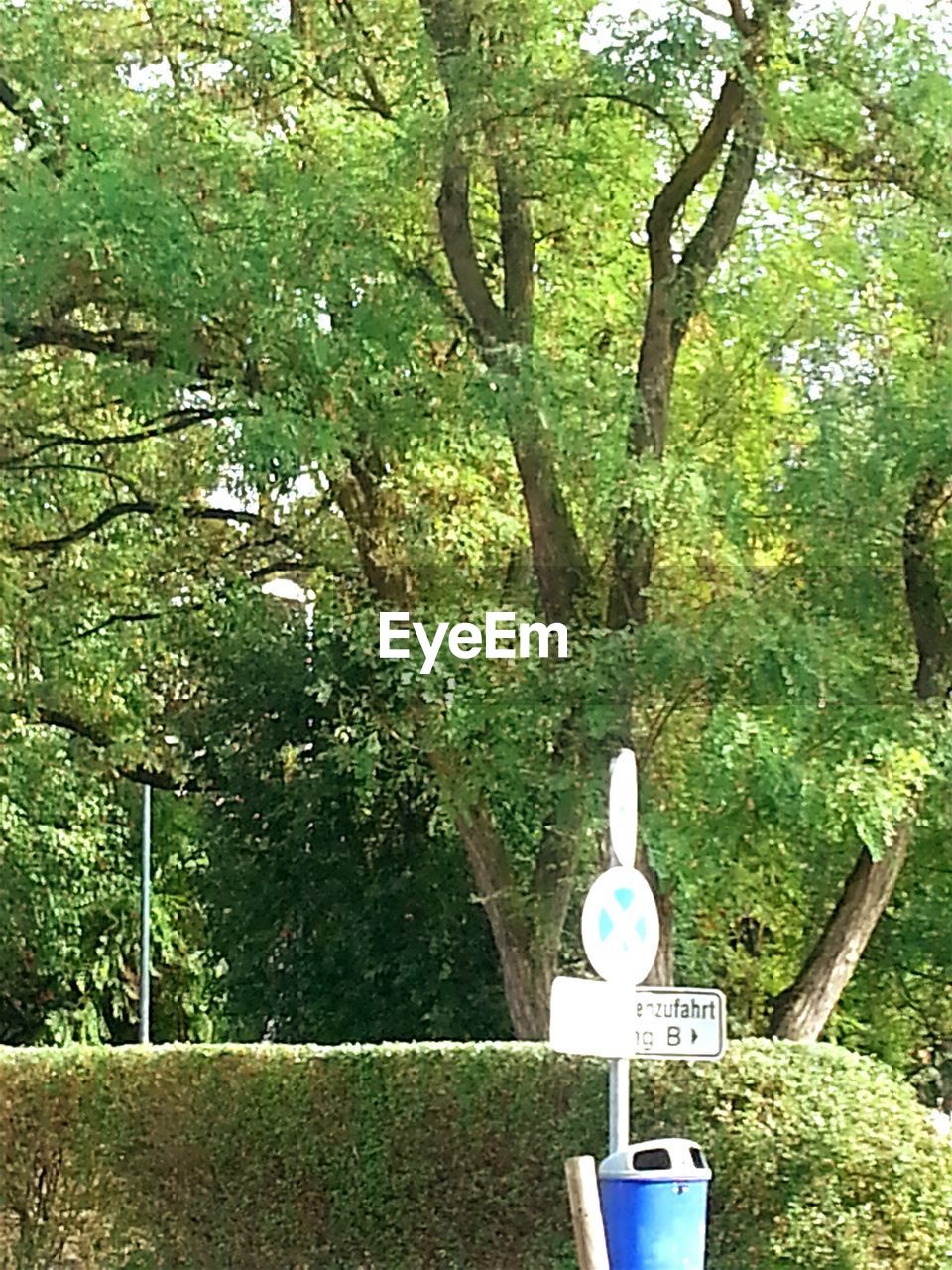 TREES GROWING IN PARK