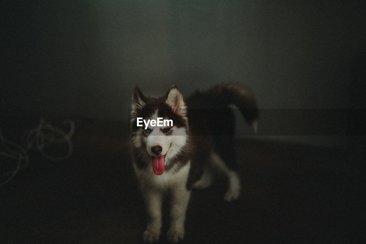 Siberian husky on floor at home