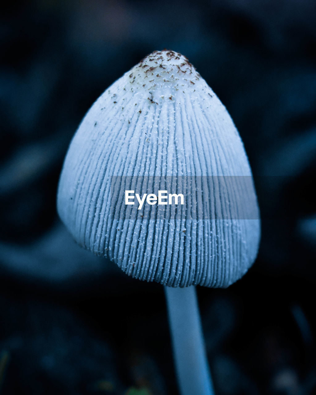 Close-up of mushroom growing on land