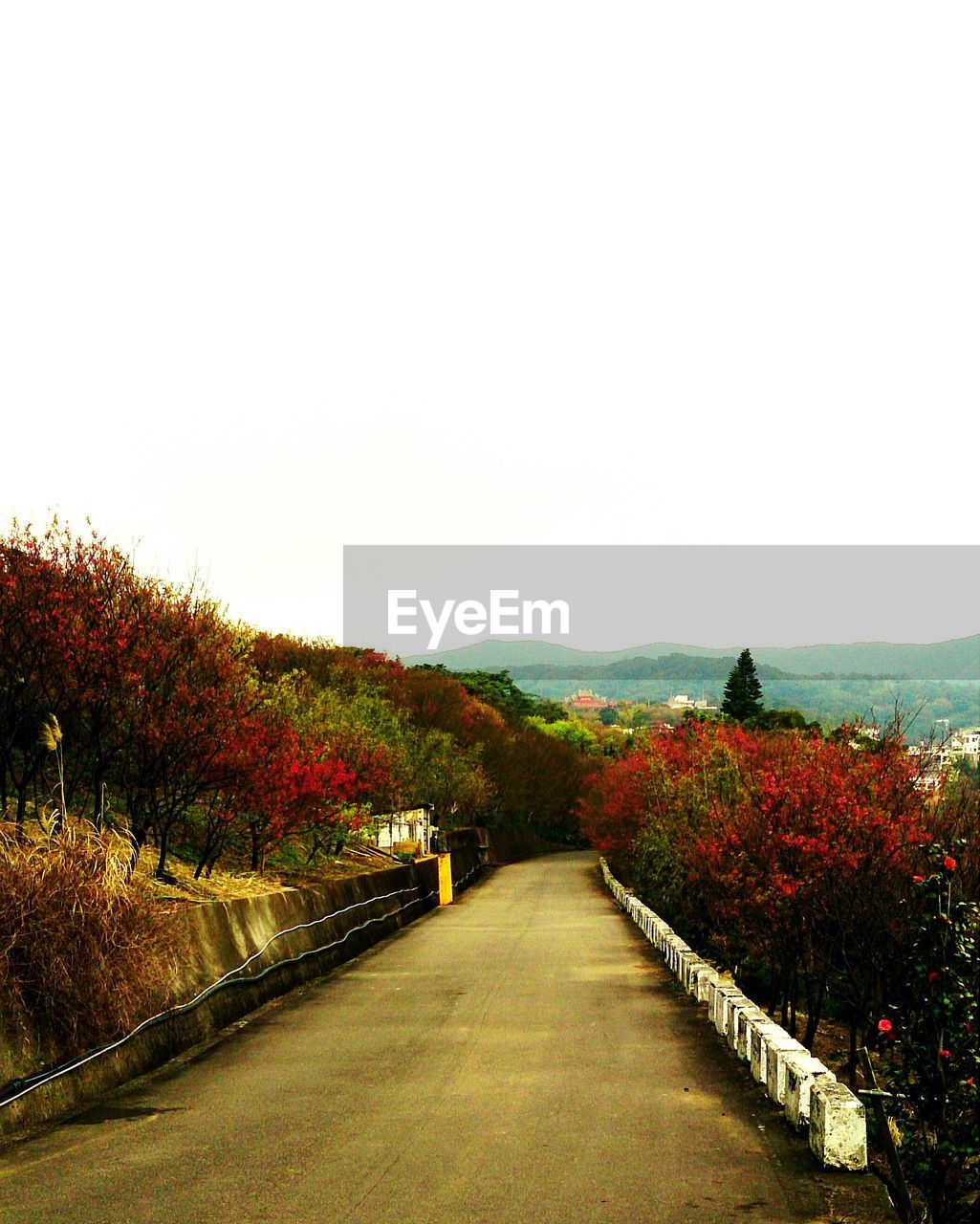 Road amidst trees against clear sky