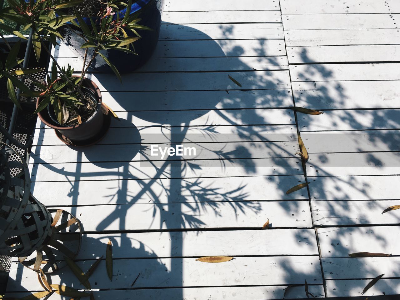 LOW ANGLE VIEW OF POTTED PLANTS HANGING ON BRANCH