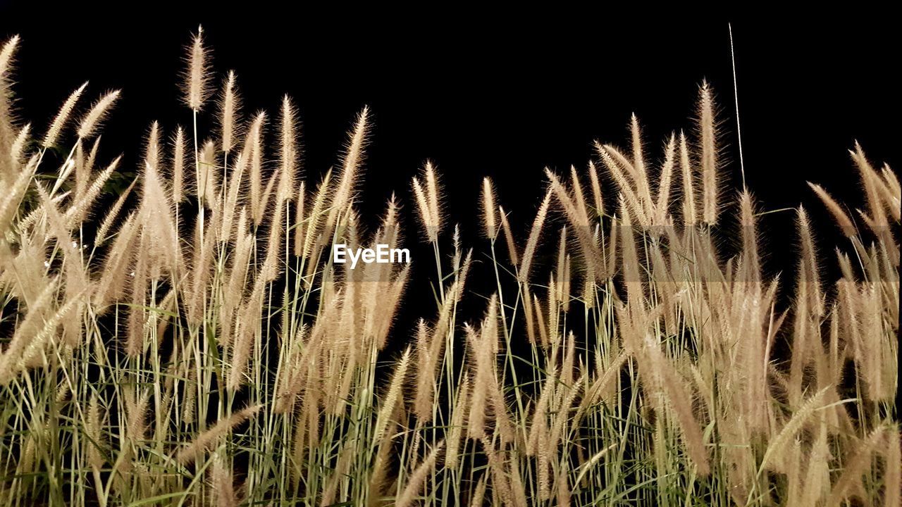 CLOSE-UP OF WHEAT PLANTS GROWING ON FIELD