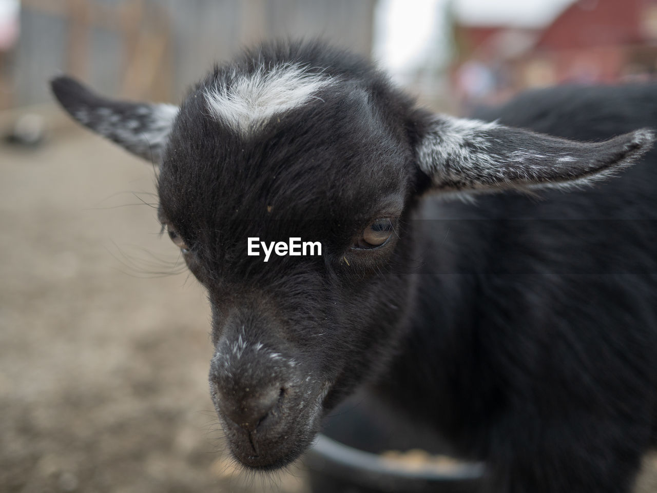 CLOSE-UP OF A GOAT LOOKING AWAY