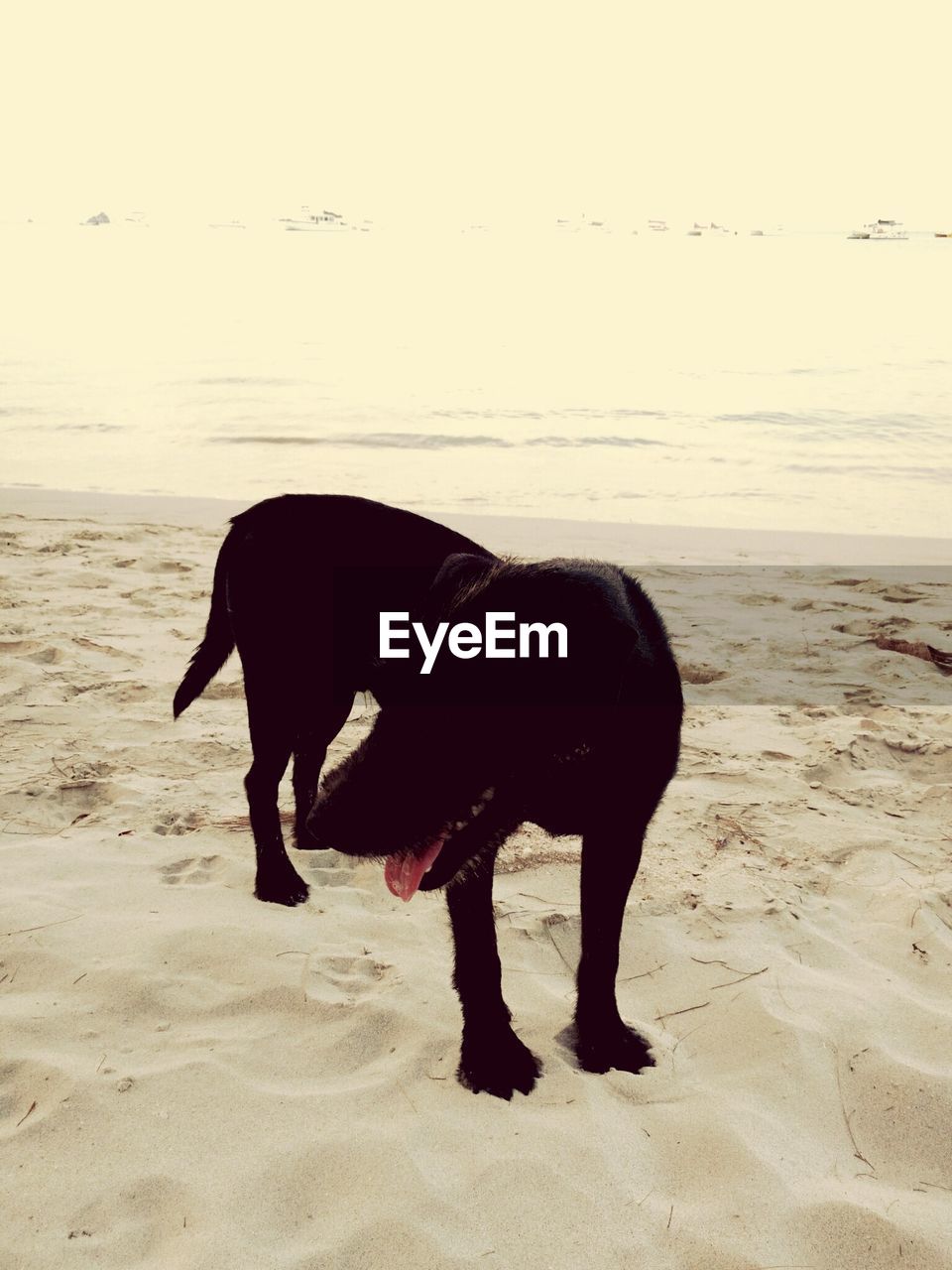 SIDE VIEW OF HORSE STANDING ON BEACH AGAINST THE SKY