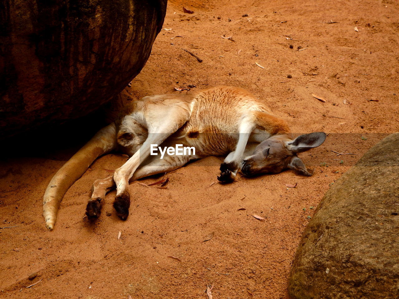 High angle view of kangaroo sleeping on sand