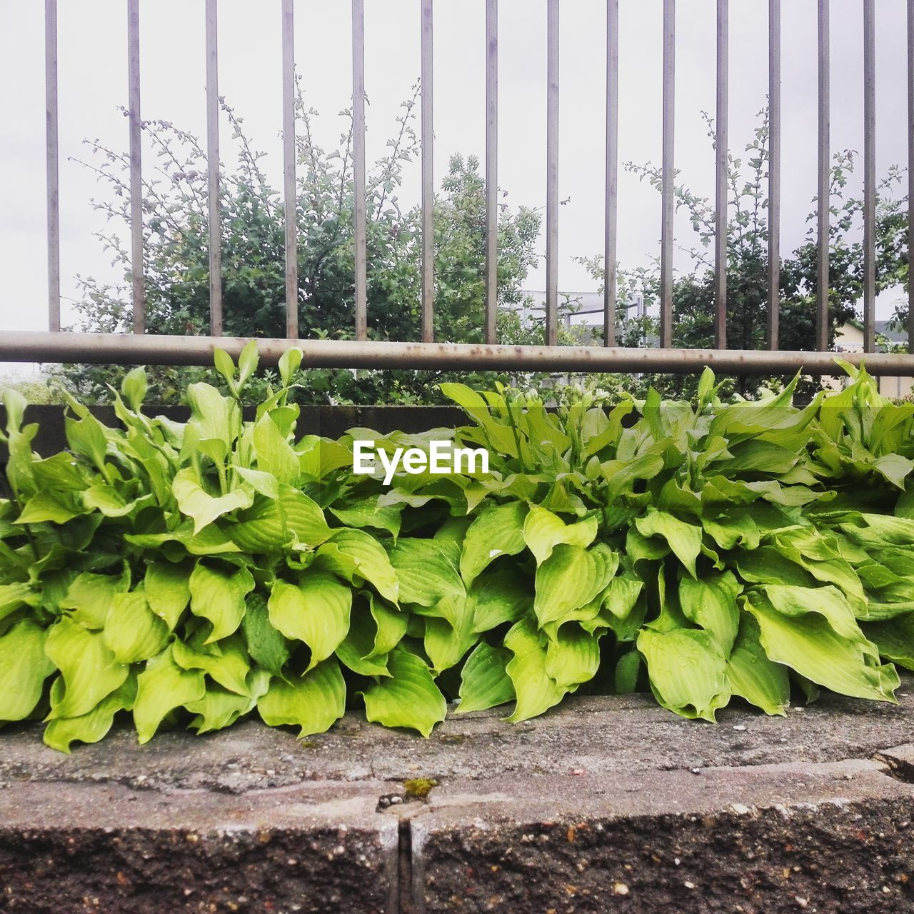 PLANTS GROWING ON TREE TRUNK