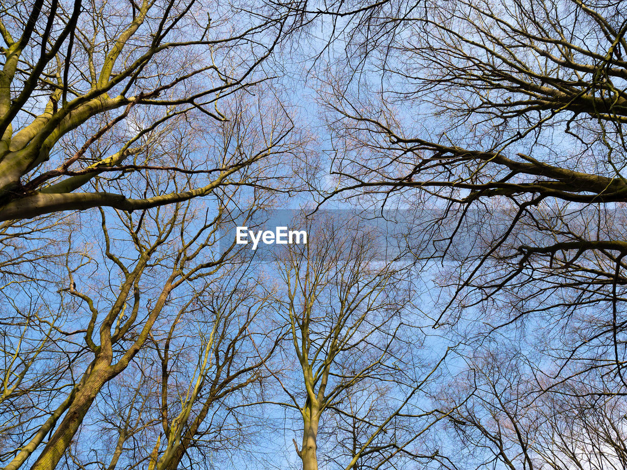 LOW ANGLE VIEW OF BARE TREE AGAINST SKY