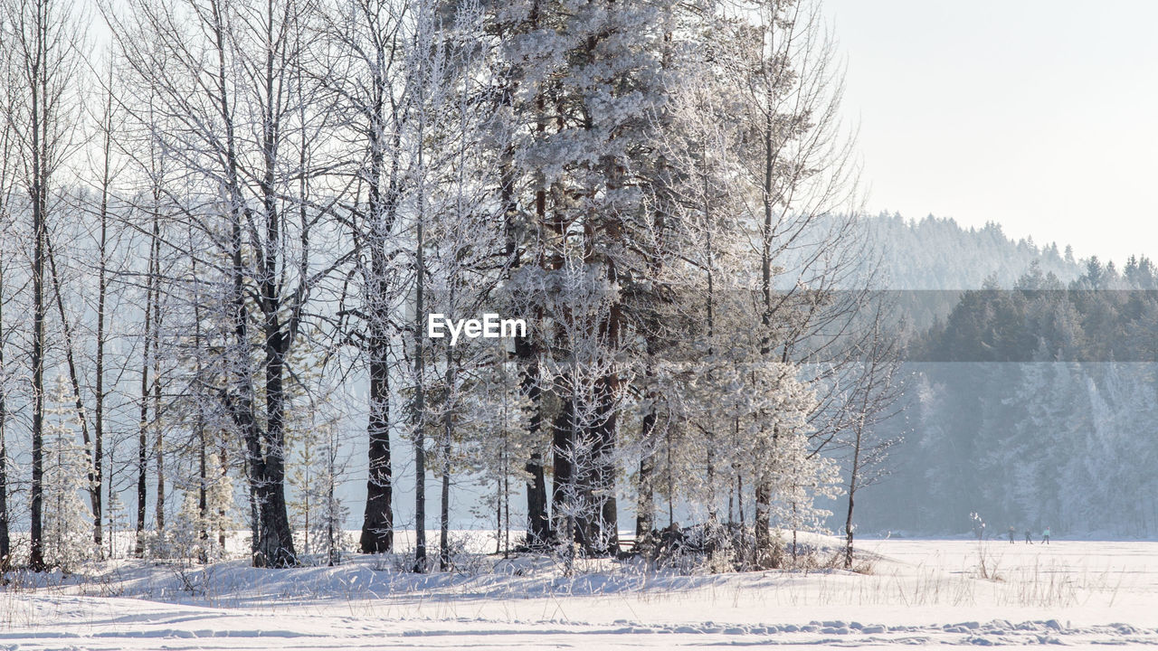 Bare trees on snow covered landscape