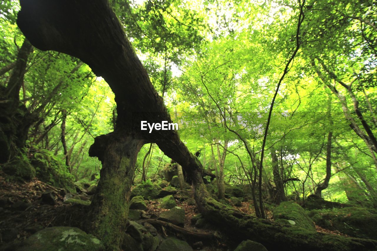 VIEW OF TREE TRUNKS