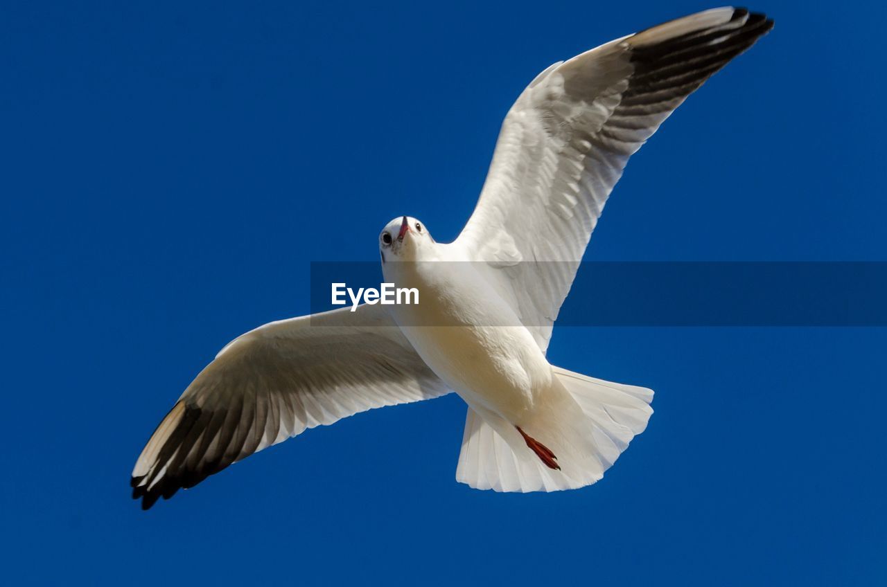 CLOSE-UP OF SEAGULL FLYING AGAINST CLEAR BLUE SKY