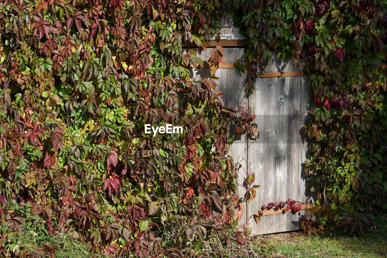 Closed gray wooden doors to outdoor cellar, covered with decorative grapes