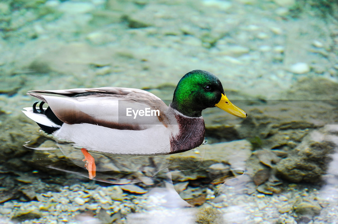 CLOSE-UP OF MALLARD DUCKS ON ROCK