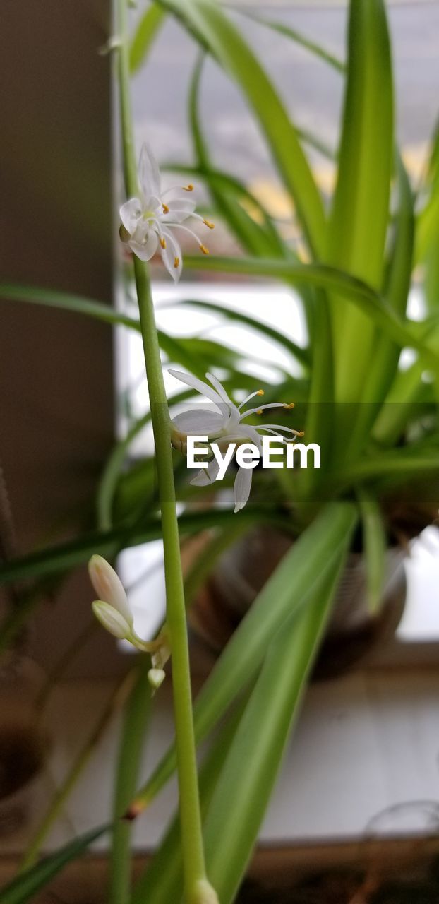CLOSE-UP OF WHITE FLOWER PLANT