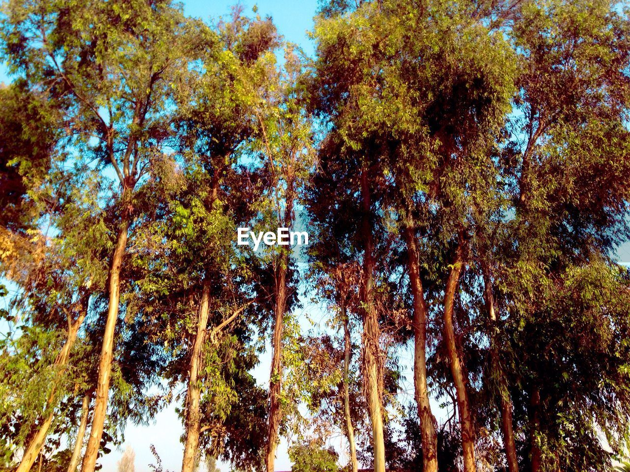 LOW ANGLE VIEW OF TREES AGAINST SKY