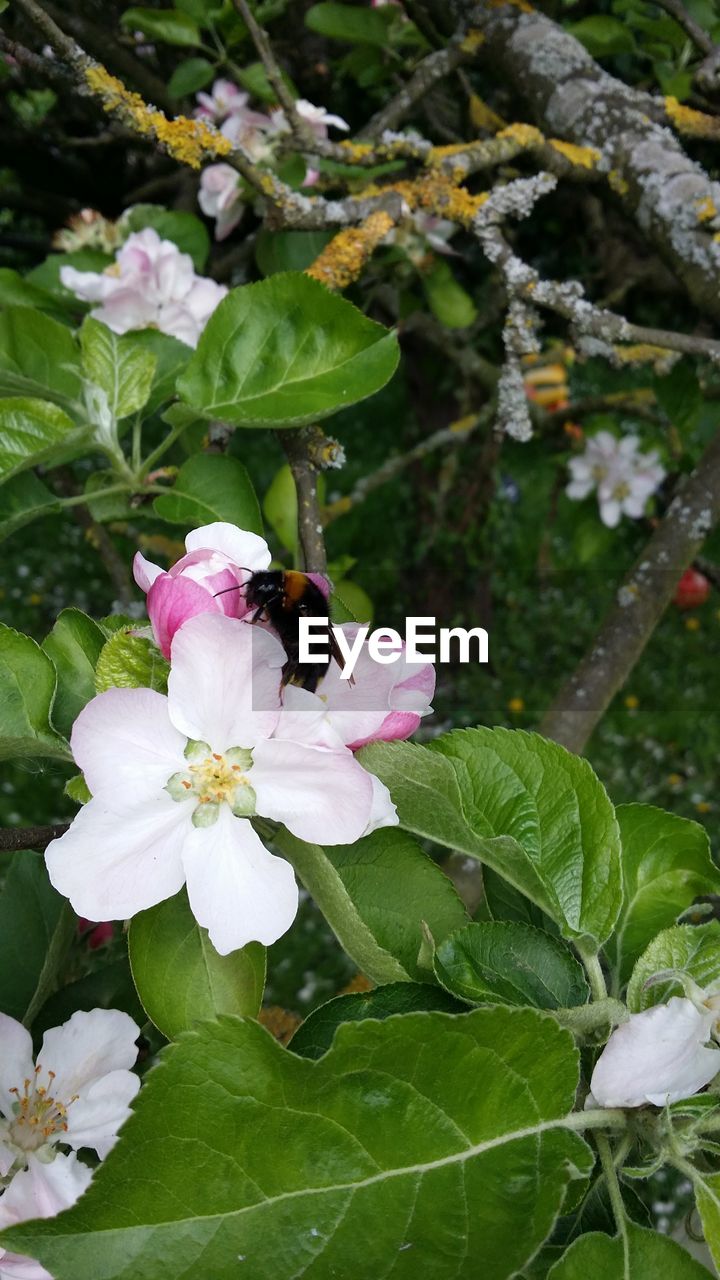 CLOSE-UP OF BEE POLLINATING ON PINK FLOWER